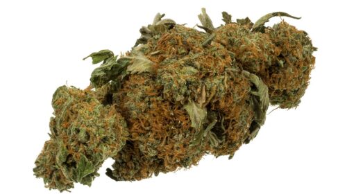 Marijuana bud