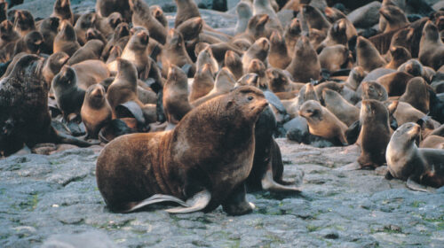 Seals